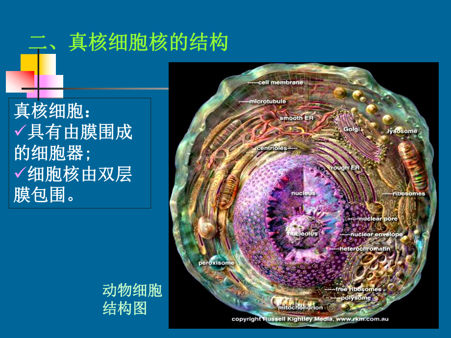 遗传学-第二章-遗传的细胞学基础课件(1).ppt_第3页