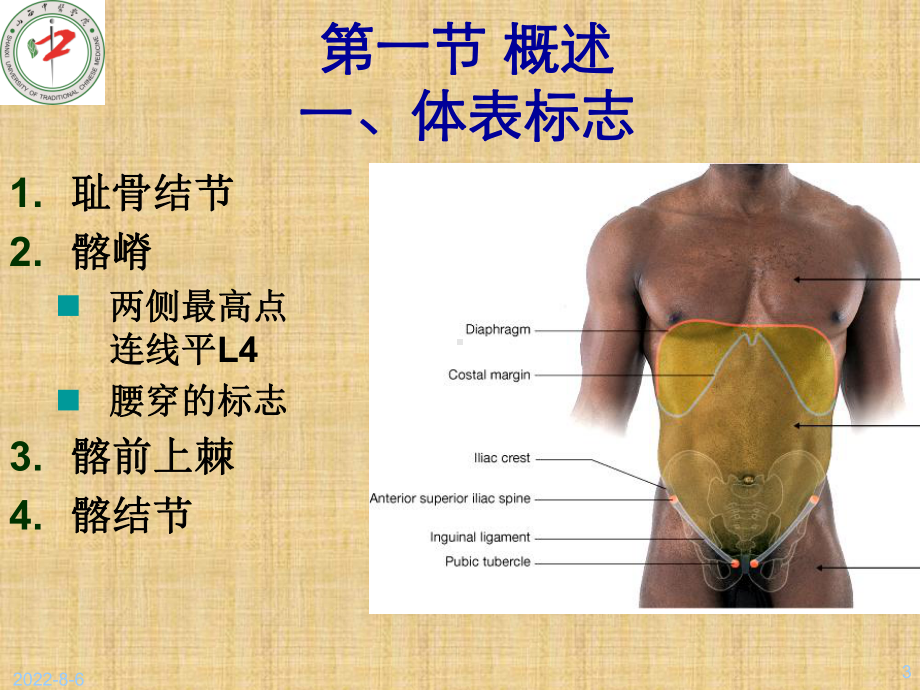 腹壁层次及腹股沟管精编版课件.ppt_第3页