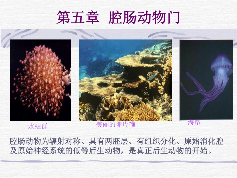 第五章腔肠动物门课件.ppt_第1页