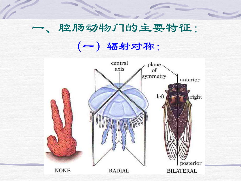 第五章腔肠动物门课件.ppt_第2页