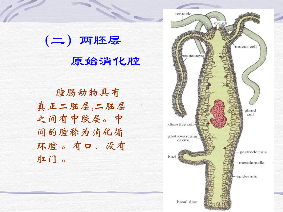 第五章腔肠动物门课件.ppt_第3页