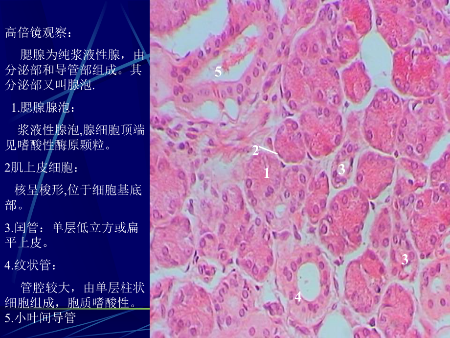 消化腺-课件.ppt_第3页