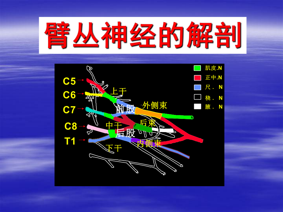 臂丛神经解剖课件.ppt_第2页