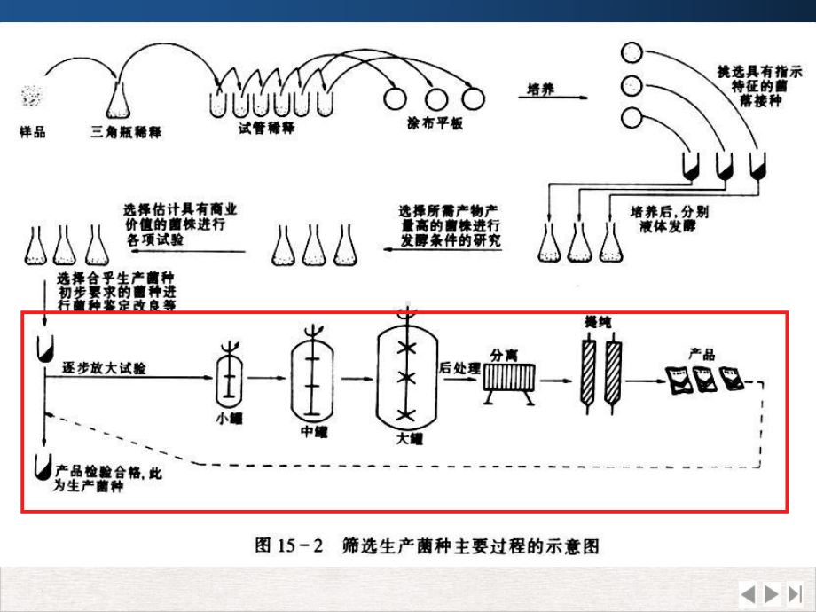 食品中的微生物完整版PPT课件.pptx_第2页