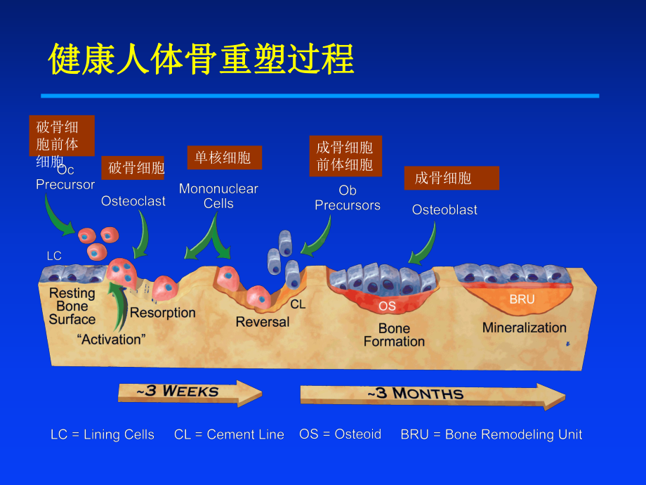 骨质疏松规范治疗课件.ppt_第3页