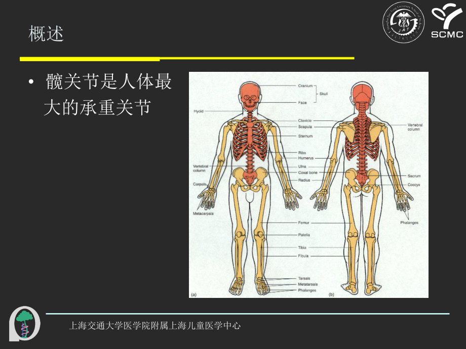 髋关节解剖课件.ppt_第2页