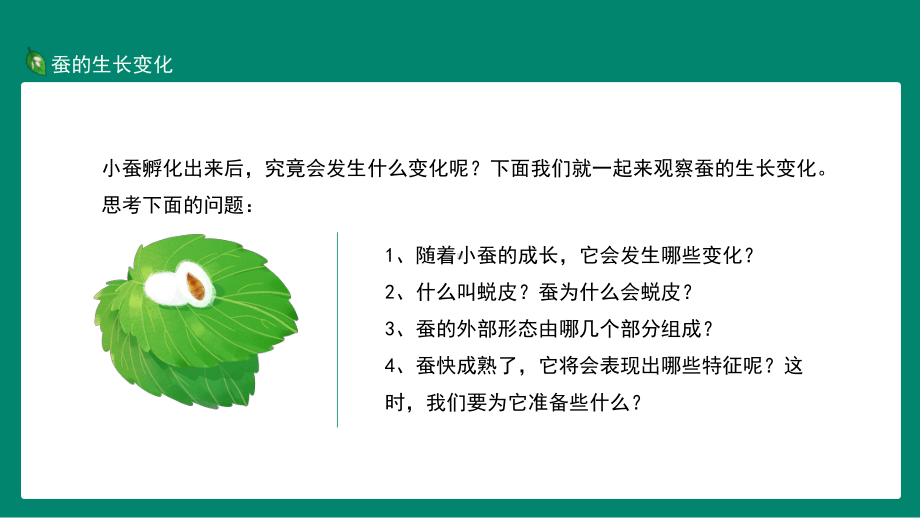 蚕的成长变化外部形态及成熟表现特征PPT模板.pptx_第2页