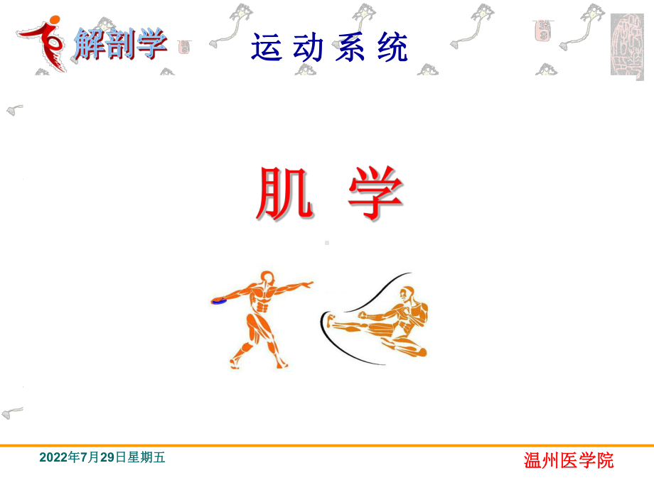 运动系统肌学-系统解剖学课件.ppt_第1页