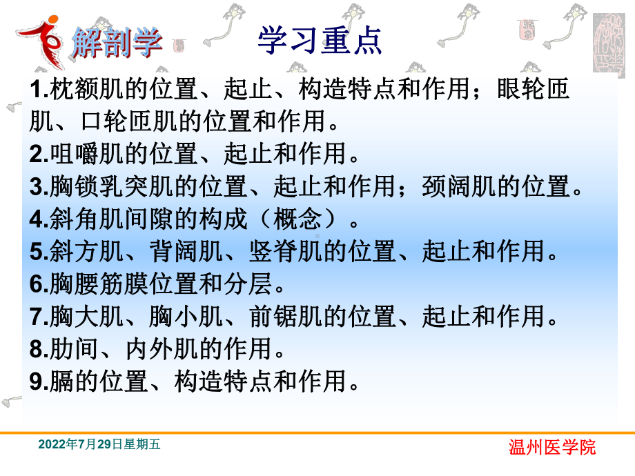 运动系统肌学-系统解剖学课件.ppt_第2页