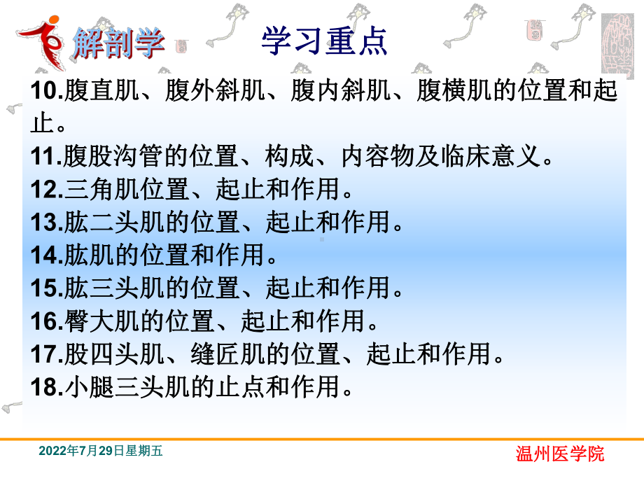 运动系统肌学-系统解剖学课件.ppt_第3页