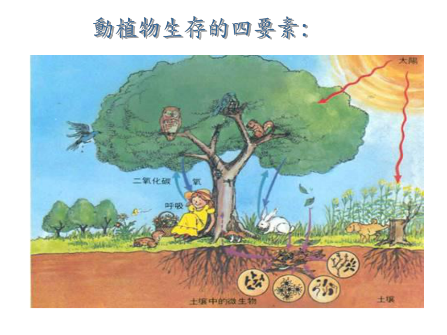 虎尾兰的生命力强悍课件.ppt_第3页