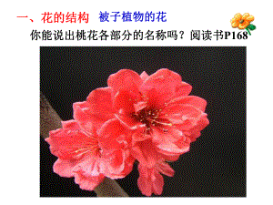 雌蕊和雄蕊课件.ppt