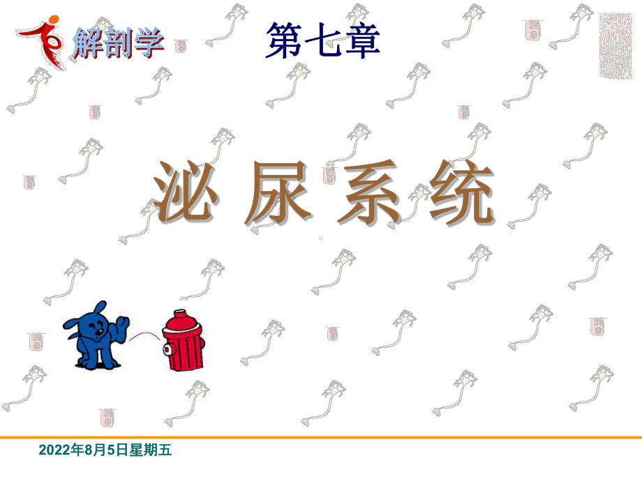 泌尿系统解剖学课件.ppt_第1页