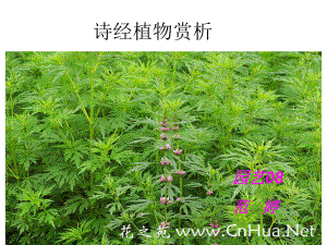 诗经中的药用植物范婷课件.ppt