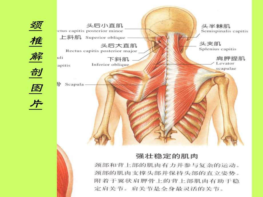 颈椎解剖图片及相关课件.ppt_第1页