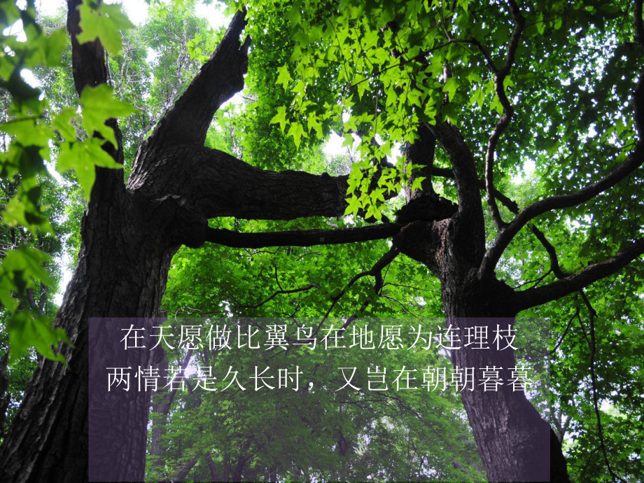 舒婷《致橡树》ppt课件.ppt_第1页