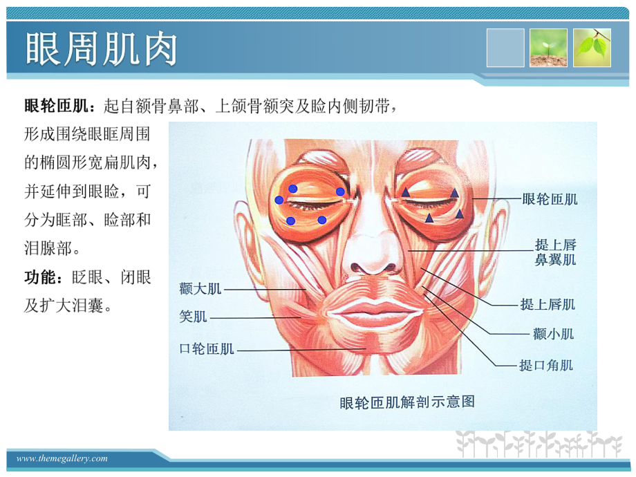 肉毒素注射治疗简介(52页)课件.ppt_第3页