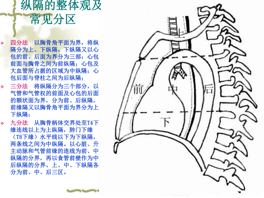 纵隔解剖及常见肿瘤CT诊断课件.ppt_第3页