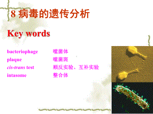 病毒的遗传分析遗传学课件.ppt