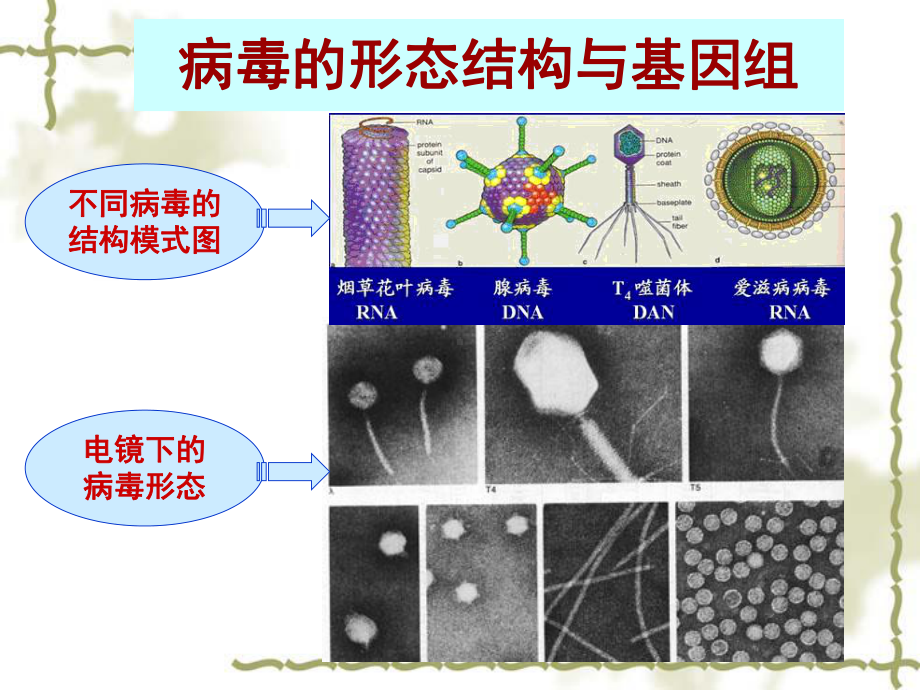 病毒的遗传分析遗传学课件.ppt_第3页