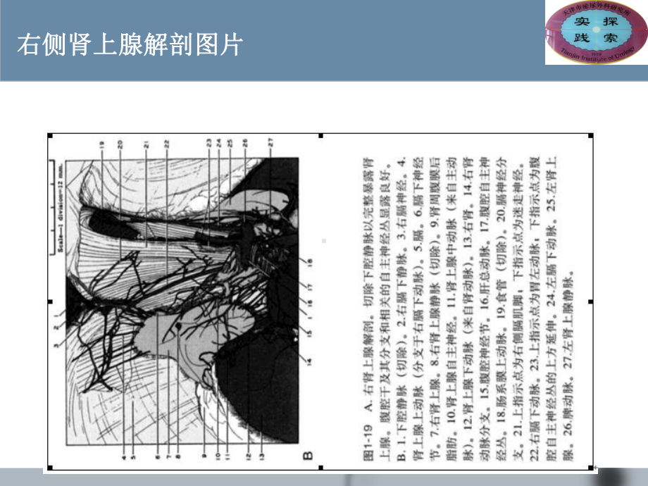 肾上腺的解剖与功能课件.ppt_第3页