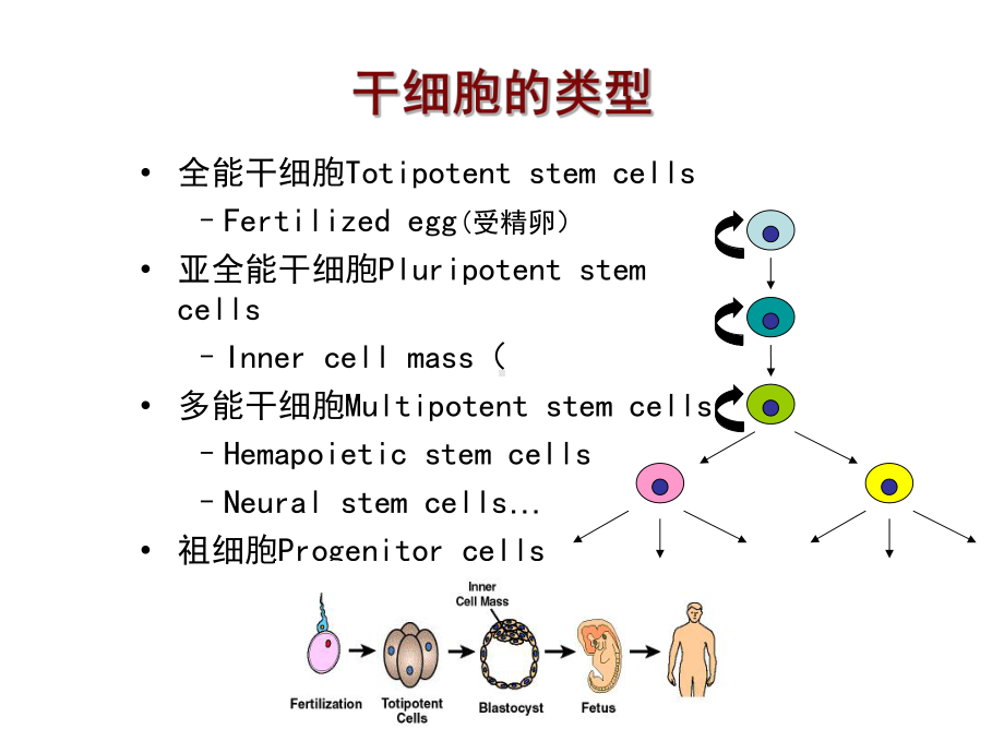 造血干细胞移植讲座研究生内科学进展讲义课件.ppt_第3页