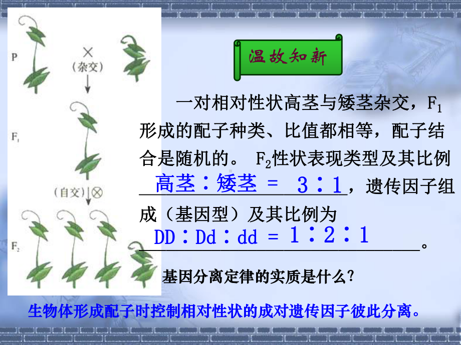 第二节：孟德尔的遗传杂交实验(二)课件.ppt_第2页