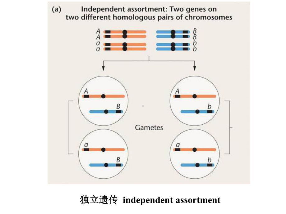 第4章连锁遗传与性连锁课件.ppt_第3页