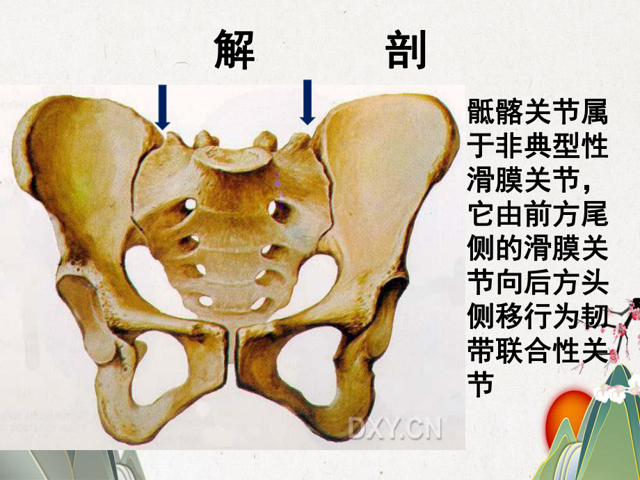 骶髂关节炎病因与治疗课件.pptx_第3页