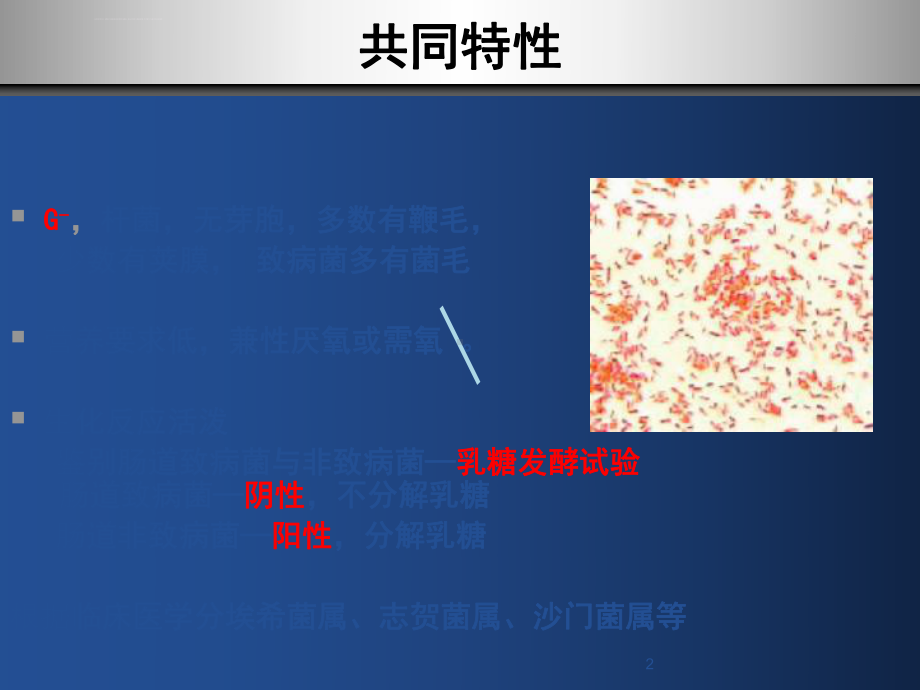 肠道杆菌课件.ppt_第2页