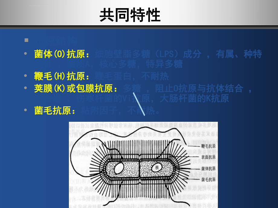 肠道杆菌课件.ppt_第3页