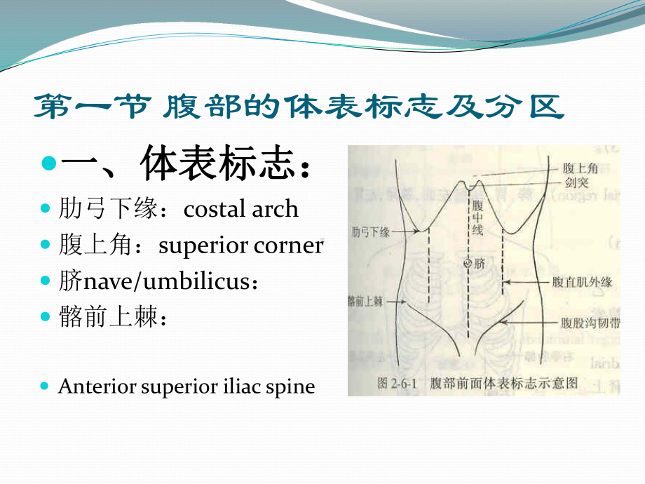 诊断学腹部课件.ppt_第3页