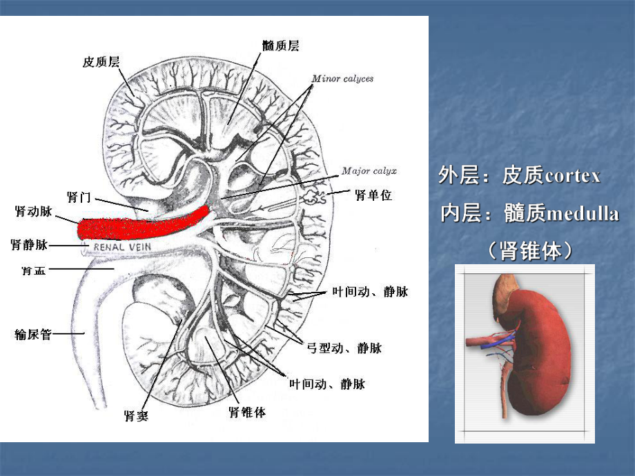 肾脏功能实验室检测(医学PPT课件).ppt_第3页