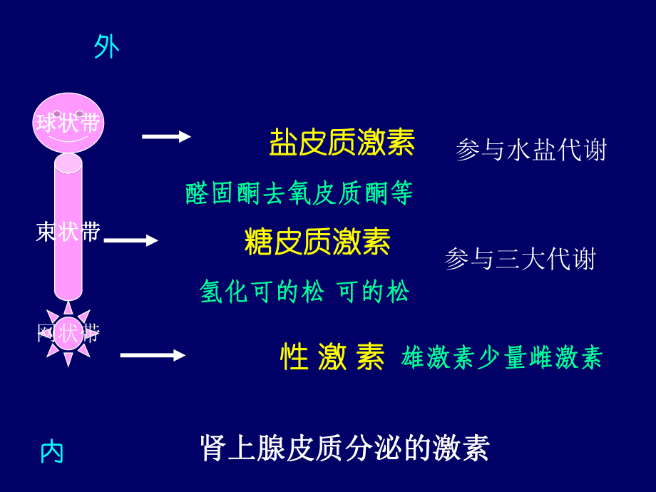 糖皮质激素药理课件.ppt_第3页