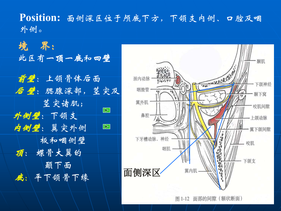 面侧深区应用解剖学课件.ppt_第2页