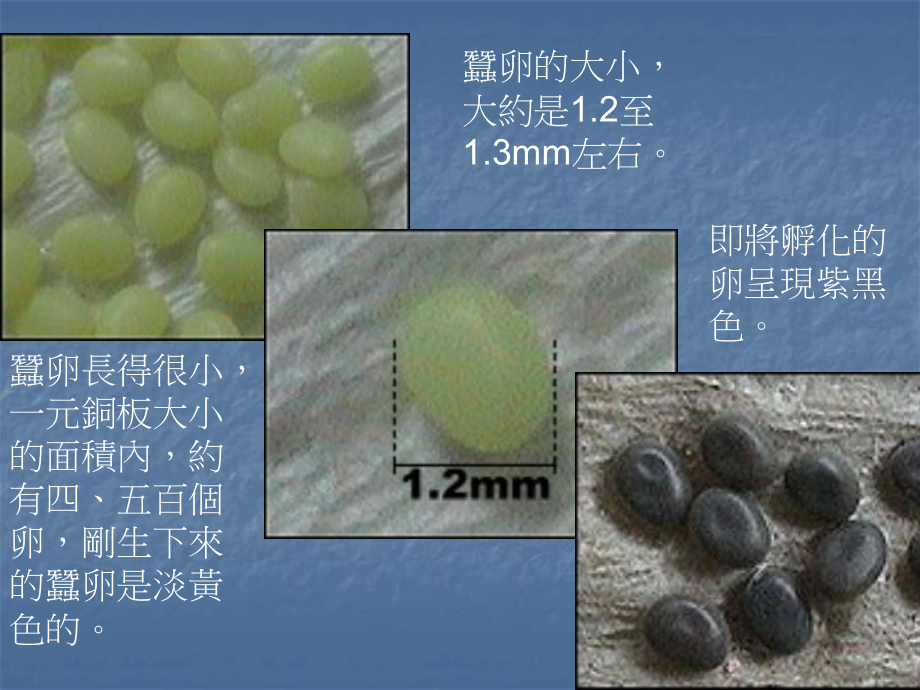 蚕宝宝的一生课件.ppt_第2页