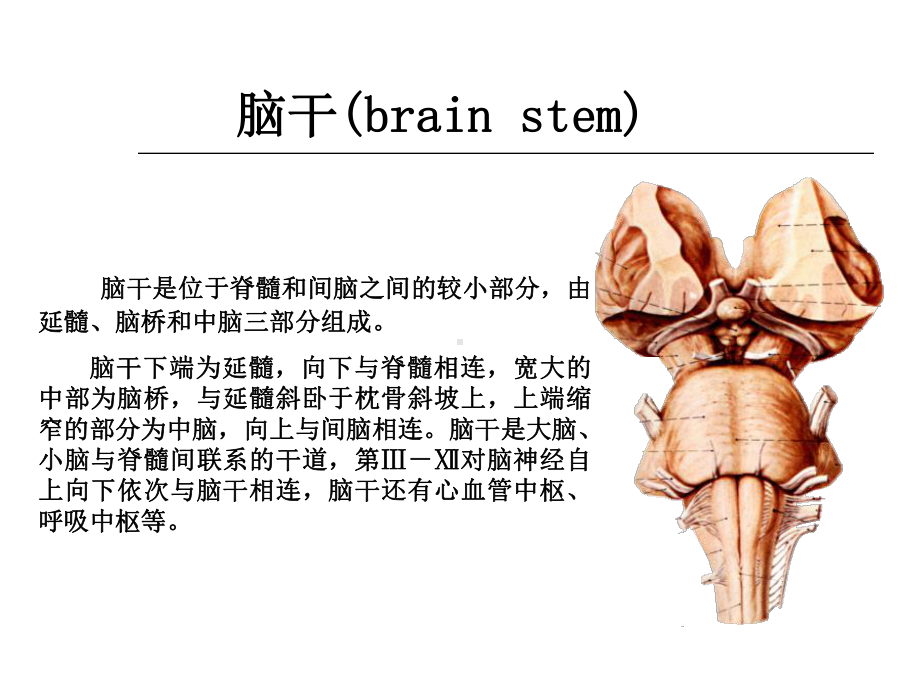 脑干神经解剖定位优秀PPT课件.ppt_第3页