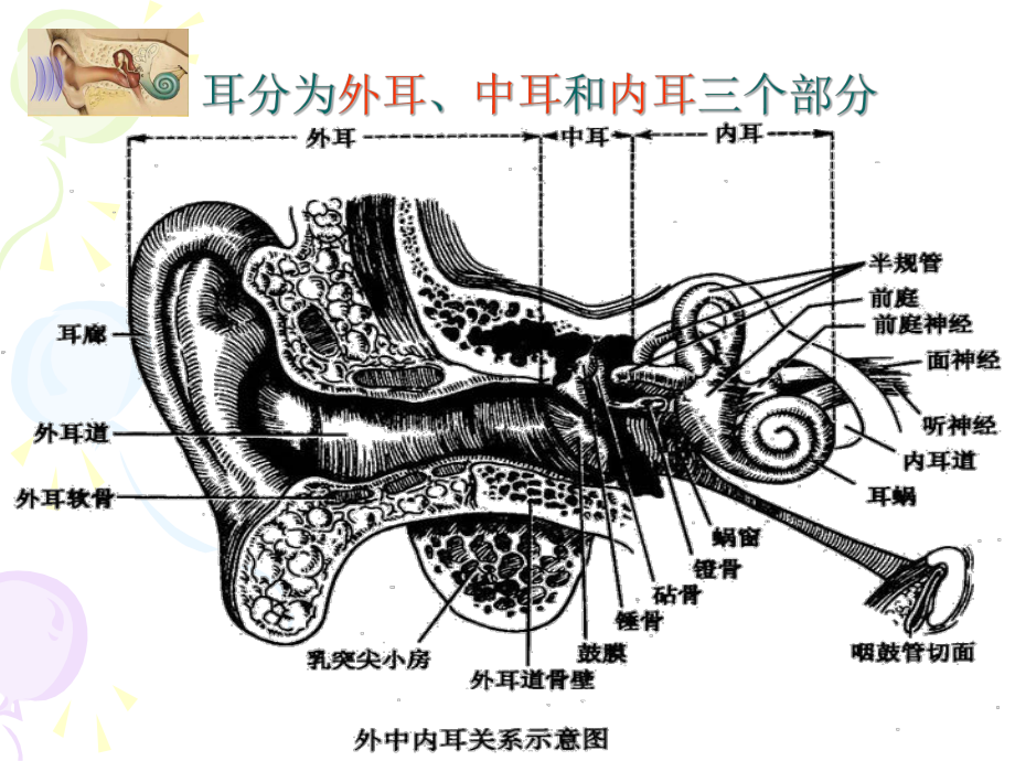 耳的结构与生理.课件.ppt_第2页