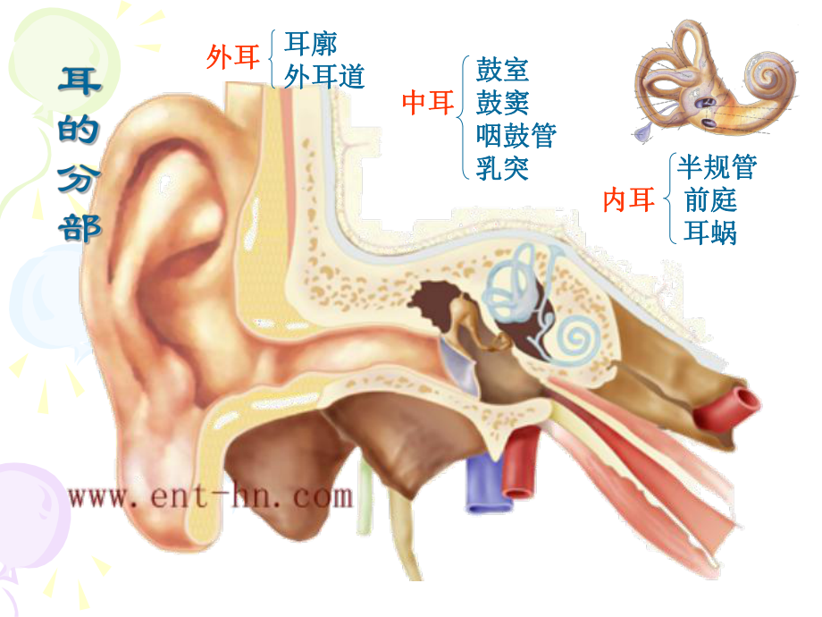 耳的结构与生理.课件.ppt_第3页