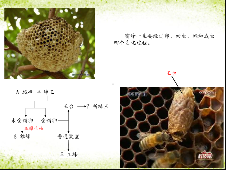 蜂王浆与蜂胶营养保健价值课件.ppt_第3页