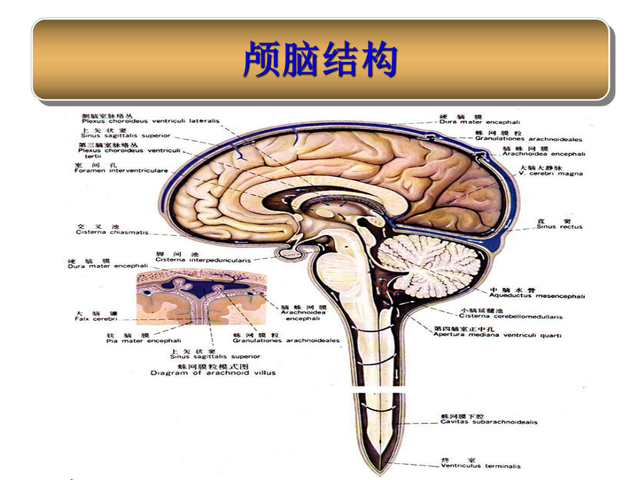 蛛网膜下腔出血的护理知识课件.ppt_第2页