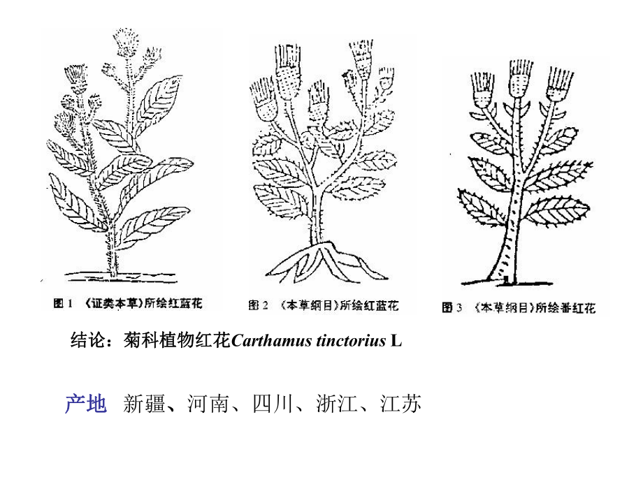 金银花的生长过程图片图片