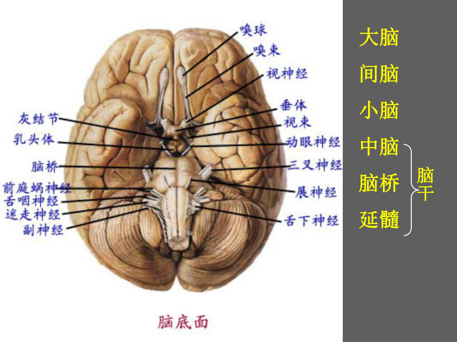 系统解剖学脑神经小结课件.ppt_第2页