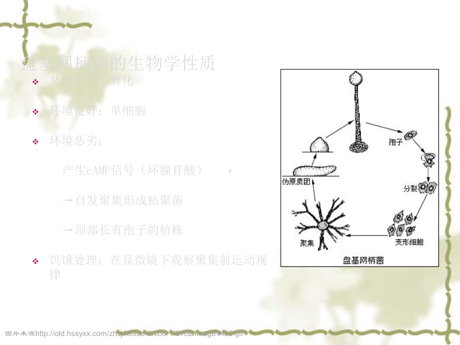 聚集前盘基网柄菌的行为研究课件.pptx_第1页