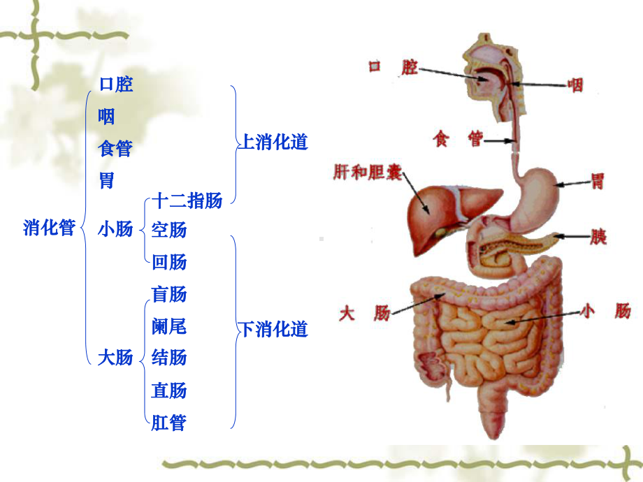 系统解剖学消化系统课件1.ppt_第2页