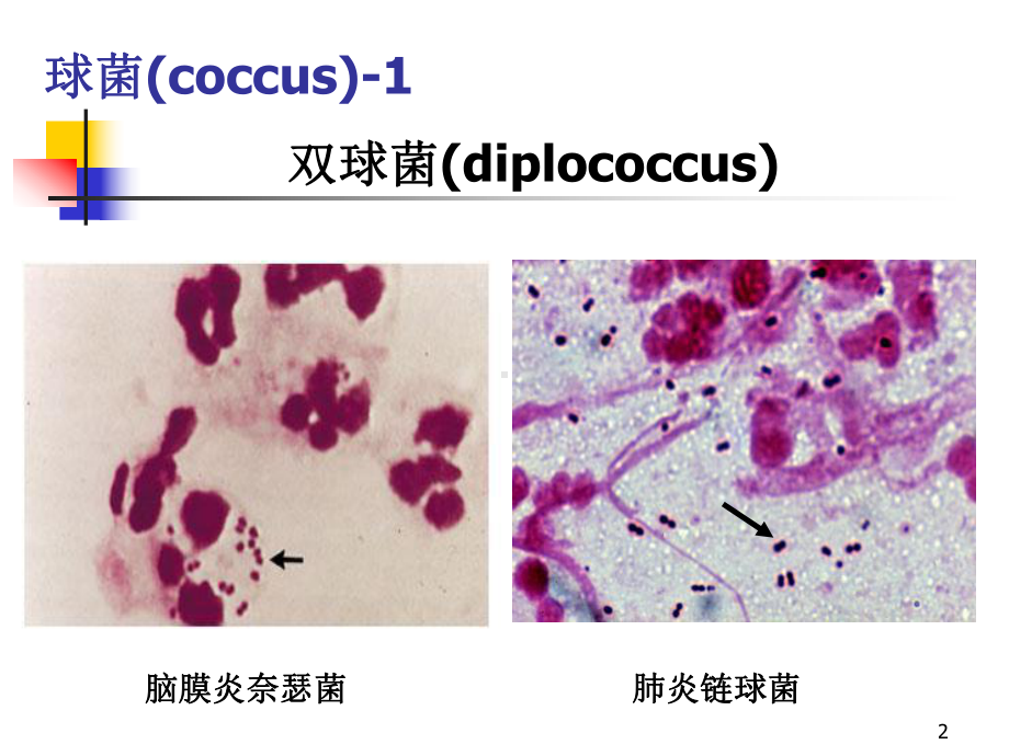 细菌生物学性状课件.ppt_第2页