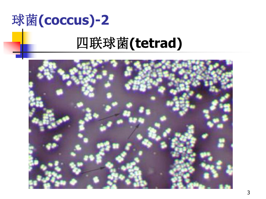 细菌生物学性状课件.ppt_第3页