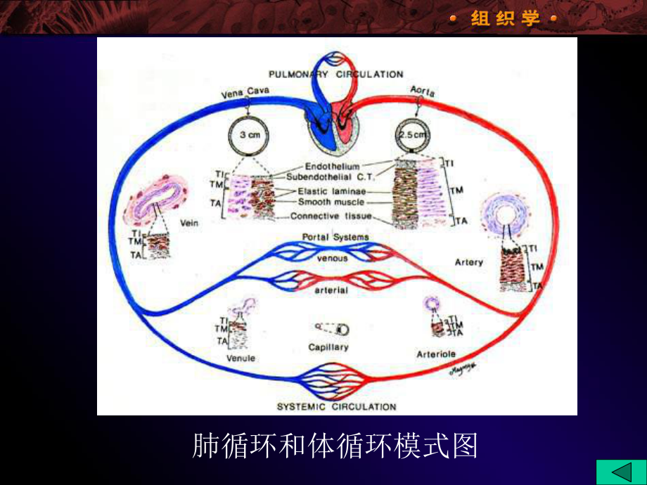 08WL循环系统课件.ppt_第2页