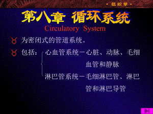 08WL循环系统课件.ppt