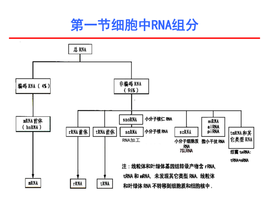 RNA的修饰与加工课件.ppt_第3页